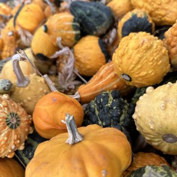 Marshall's Farm Market - Fresh selection of all sizes for those who enjoy pumpkin spice and everything nice. - Farmers Market Near Me - Eden Prairie, Minnesota