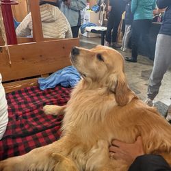 Golden Dog Farm