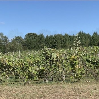 Oceana Winery & Vineyard - Wineries Near Me - New Era, Michigan
