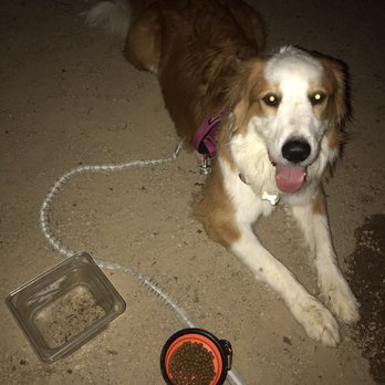 Social Hall - Dog - Bars Near Me - Tempe, Arizona