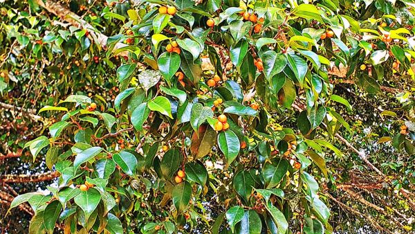 Palenque Temple of Inscriptions by null
