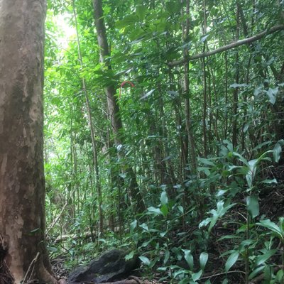 Kuli'ou'ou Valley Trail by null