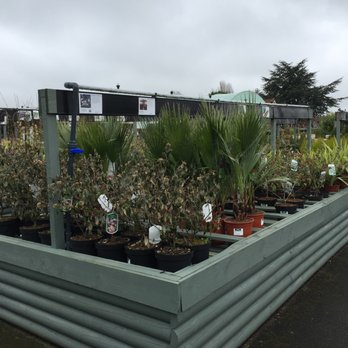 Hilltop Garden Centre - A selection of our plants - Nurseries & Gardening Near Me - Coventry, XWM Hilltop Garden Centre - A selection of our plants - Nurseries & Gardening Near Me - Coventry, XWM