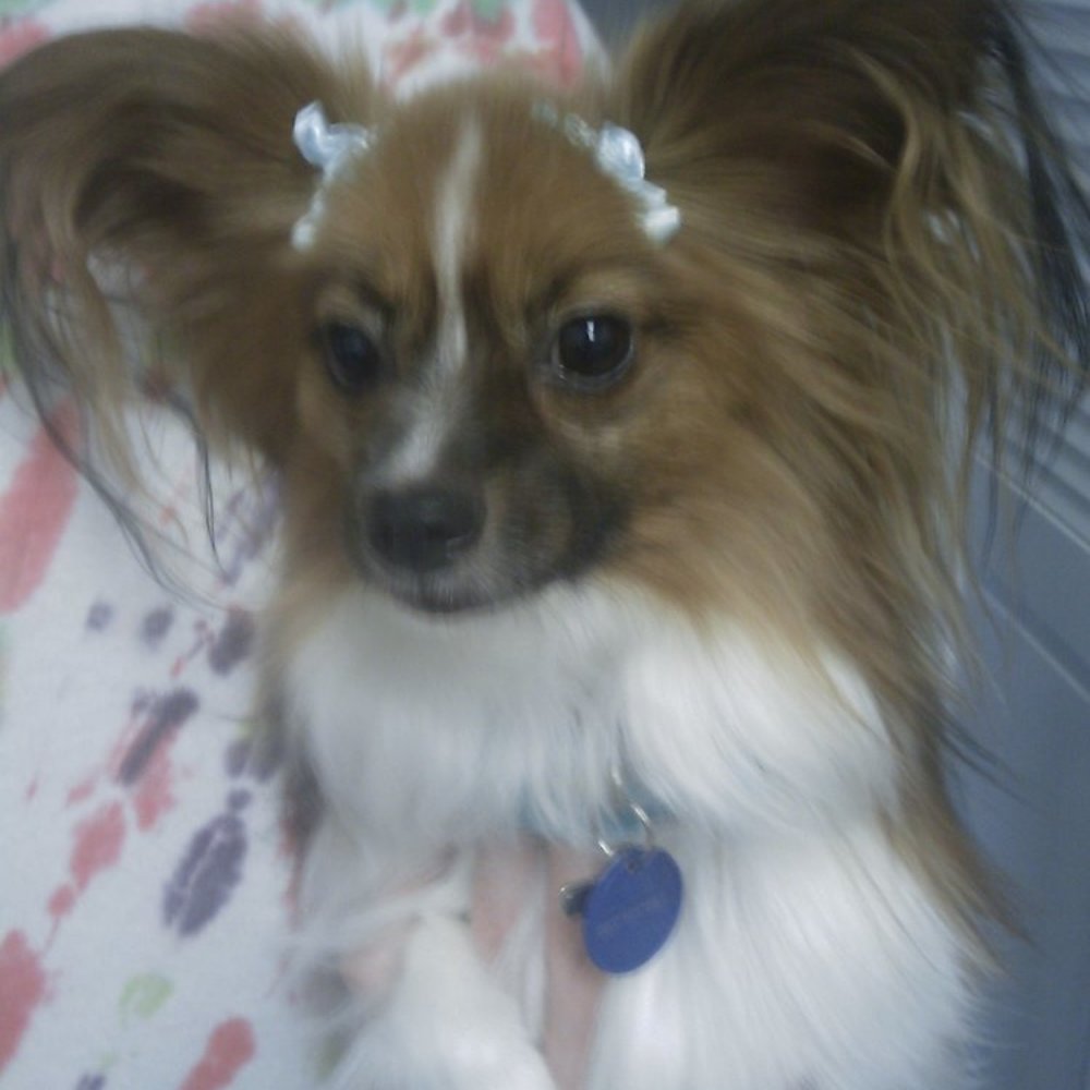 Priscilla's Grooming - All groomed and pretty! - Pet Groomers Near Me - San Diego, California Priscilla's Grooming - All groomed and pretty! - Pet Groomers Near Me - San Diego, California