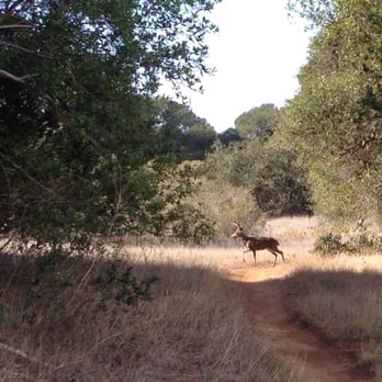 Skyline Wilderness Park - One of several deer we spotted - Parks Near Me - Napa, California Skyline Wilderness Park - One of several deer we spotted - Parks Near Me - Napa, California