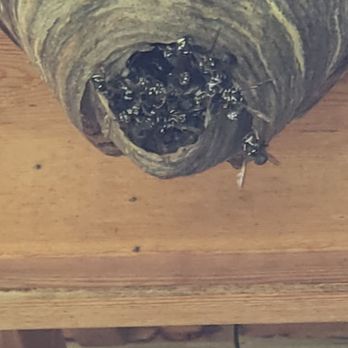 Lookout Pest Control - Wasp nest. - Pest Control Near Me Lookout Pest Control - Wasp nest. - Pest Control Near Me