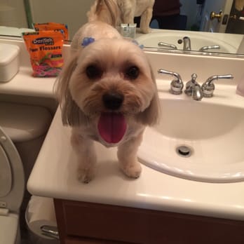 Savvy Mobile Grooming - After: Boba (front face body) - Pet Groomers Near Me Savvy Mobile Grooming - After: Boba (front face body) - Pet Groomers Near Me