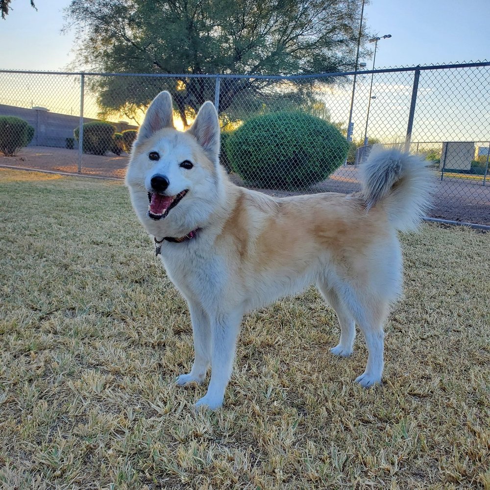 Quail Run Park - My happy girl - Dog Parks Near Me - Mesa, Arizona Quail Run Park - My happy girl - Dog Parks Near Me - Mesa, Arizona