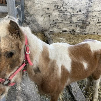 The Amish Village - Horse is missing an eye but she's sweet - Tours Near Me - Ronks, Pennsylvania The Amish Village - Horse is missing an eye but she's sweet - Tours Near Me - Ronks, Pennsylvania