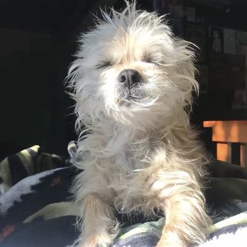 Pacifica Pet Hospital - Her love for the sun - Veterinarians Near Me - Pacifica, California Pacifica Pet Hospital - Her love for the sun - Veterinarians Near Me - Pacifica, California
