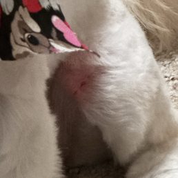 A "burn blade" cut A "burn blade" cut
