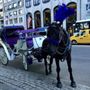 Photo of Central Park Carriage Tours