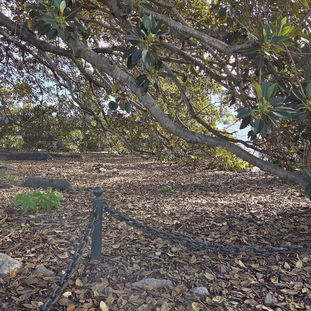 Moreton Bay Fig Tree Park - Branches are resting on the ground 01-18-2026 - Parks Near Me - Santa Barbara, California Moreton Bay Fig Tree Park - Branches are resting on the ground 01-18-2026 - Parks Near Me - Santa Barbara, California