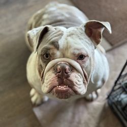 Pet Check Engine Animal Hospital - Bulldog
