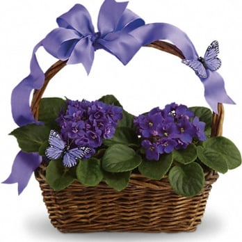 Floribunda! 800-473-2320 - Violets And Butterflies - Florists Near Me - Clawson, Michigan Floribunda! 800-473-2320 - Violets And Butterflies - Florists Near Me - Clawson, Michigan