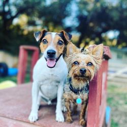 OC Dog Ranch - Big or small, we train them all. Find out what our advanced obedience programs can do for your pup. Call today to speak with a trainer.