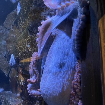 Alaska Sealife Center - Tours Near Me - Seward, Alaska