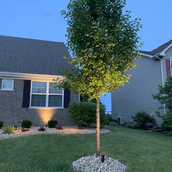 Ronald Reeder - Tree - Lighting Fixtures & Equipment Near Me