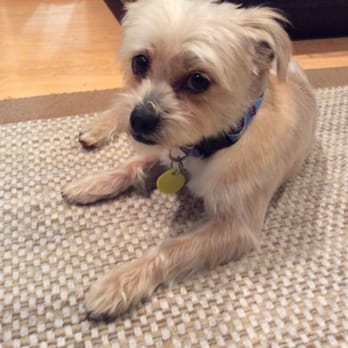 Perfect Pet Salon - Lucky after his visit with Stella. - Pet Groomers Near Me - Concord, California
