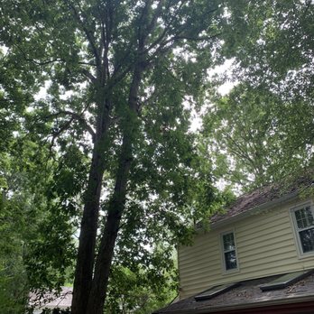 Maksanty Tree LLC - Before. - Tree Services Near Me Maksanty Tree LLC - Before. - Tree Services Near Me
