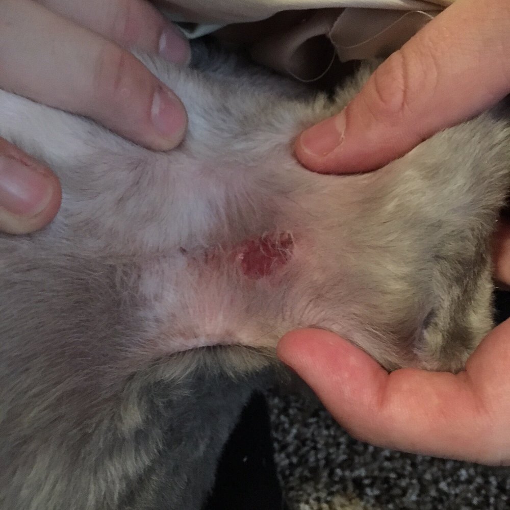 Paws & Friends - The cut on my dog's leg from the groomers at Paws and Friends. - Pet Groomers Near Me - Manvel, Texas Paws & Friends - The cut on my dog's leg from the groomers at Paws and Friends. - Pet Groomers Near Me - Manvel, Texas