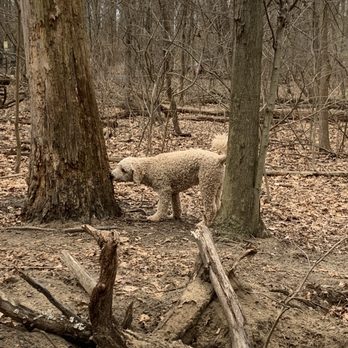 Timber Creek Park - Natural wood trails - Dog Parks Near Me - Gloucester Township, New Jersey Timber Creek Park - Natural wood trails - Dog Parks Near Me - Gloucester Township, New Jersey