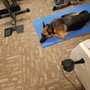 Photo of Peoria Area Veterinary Group of Dunlap