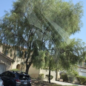 Royal Tree Service - Before - Tree Services Near Me Royal Tree Service - Before - Tree Services Near Me