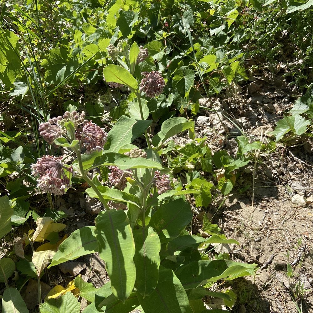 Headlands Beach State Park - Milkweed plants - Lakes Near Me - Mentor, Ohio Headlands Beach State Park - Milkweed plants - Lakes Near Me - Mentor, Ohio