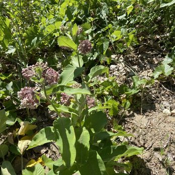 Headlands Beach State Park - Milkweed plants - Lakes Near Me - Mentor, Ohio