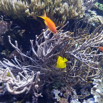 Seattle Aquarium - Aquariums Near Me - Seattle, Washington Seattle Aquarium - Aquariums Near Me - Seattle, Washington
