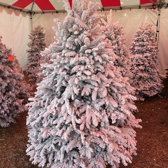 Mr. Jingles Christmas Trees - This is such a great fully flocked tree, ready to go! Hassle free - Christmas Trees Near Me - Torrance, California Mr. Jingles Christmas Trees - This is such a great fully flocked tree, ready to go! Hassle free - Christmas Trees Near Me - Torrance, California
