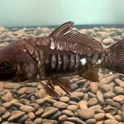 Discount Koi