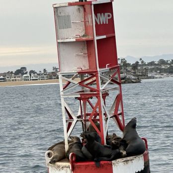 Davey's Locker - Sealions - Fishing Near Me - Newport Beach, California