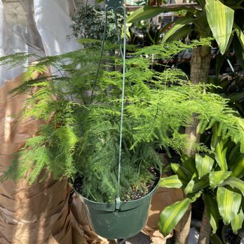 Evergreen Nursery - Hanging fern - Nurseries & Gardening Near Me - Garden Grove, California