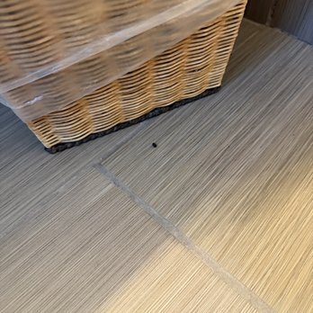 Beachview Rentals - Rat dropping in bathroom - Property Management Near Me - Newport Beach, California Beachview Rentals - Rat dropping in bathroom - Property Management Near Me - Newport Beach, California