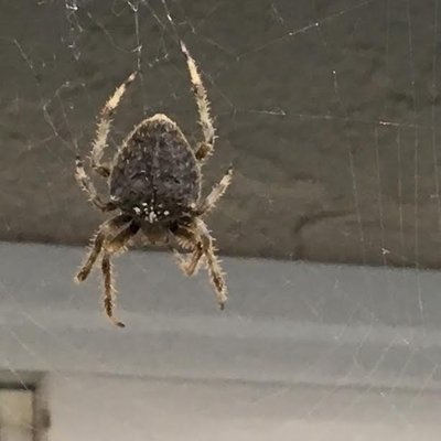 Spiders - Insight Pest Management is the best-rated pest control company in Ventura County. We have the ability to control and exterminate all types of pests, bugs, rodents, and termites at your home or business with perfect planning backed by science. In addition to bugging people, pests pose serious risks to people's health and property all year long. Cockroaches, mosquitoes, and rodents carry various diseases, so it's important to keep them in their place and out of your home. Our technicians work to deliver solutions that are rooted in science, and that protect your home or business. Spiders - Insight Pest Management is the best-rated pest control company in Ventura County. We have the ability to control and exterminate all types of pests, bugs, rodents, and termites at your home or business with perfect planning backed by science. In addition to bugging people, pests pose serious risks to people's health and property all year long. Cockroaches, mosquitoes, and rodents carry various diseases, so it's important to keep them in their place and out of your home. Our technicians work to deliver solutions that are rooted in science, and that protect your home or business.