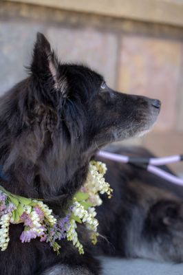 Untethered Flowers by null