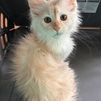 Empire Maine Coons - "Oliver" Went home on April 11, 2026. - Pet Breeders Near Me Empire Maine Coons - "Oliver" Went home on April 11, 2026. - Pet Breeders Near Me