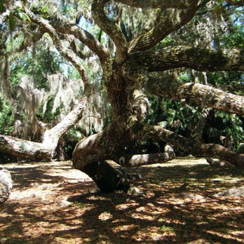 Bulow Creek State Park - Very weird limbs - Parks Near Me - Ormond Beach, Florida