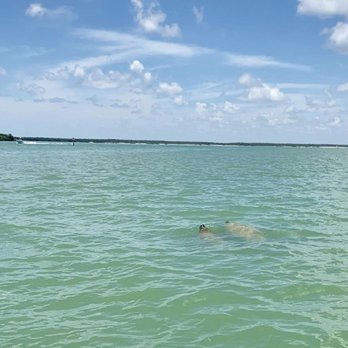 Treasure Seekers Shell Tours - Manatees!! - Boat Charters Near Me - Goodland, Florida