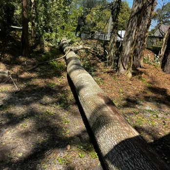 The Perfect Cut Tree Service - Tree Services Near Me The Perfect Cut Tree Service - Tree Services Near Me