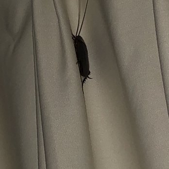 Emerald Beach Hotel - One of the roaches found in our curtains. - Hotels Near Me - Corpus Christi, Texas