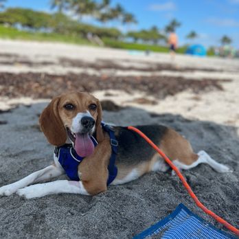 Bark Busters Boca Raton - Pet Training Near Me Bark Busters Boca Raton - Pet Training Near Me