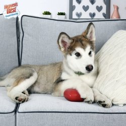 Heavens Best Carpet Cleaning - Pets loves us