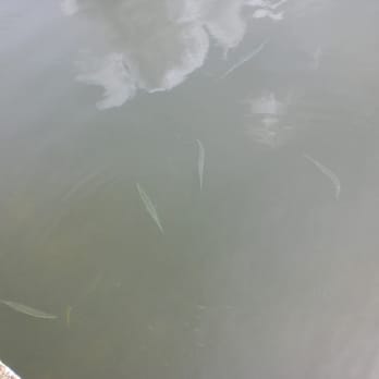 Alabama Jack's - Fish under the dock - Seafood Near Me - Key Largo, Florida