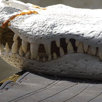 Corey Billie's Airboat Rides - Boat Tours Near Me - Collier, Florida Corey Billie's Airboat Rides - Boat Tours Near Me - Collier, Florida