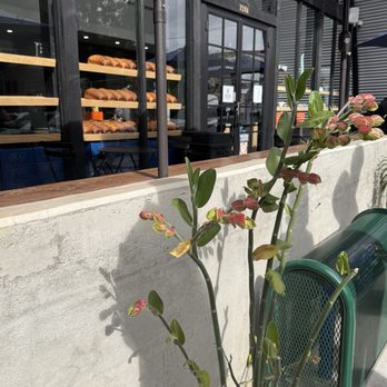 61hundred Bread - Waiting in line - Bakeries Near Me - Santa Ana, California