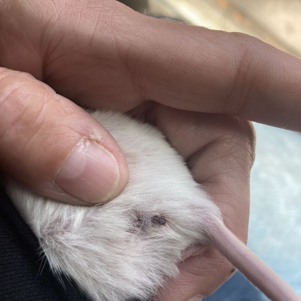 Nature Box Pet Emporium - Chewed up mice - Pet Stores Near Me - Aurora, Colorado Nature Box Pet Emporium - Chewed up mice - Pet Stores Near Me - Aurora, Colorado