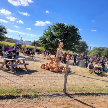 Hall's Pumpkin Farm - Pumpkin Patches Near Me - Grapevine, Texas Hall's Pumpkin Farm - Pumpkin Patches Near Me - Grapevine, Texas